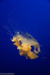 Eidotterqualle, Egg-Yolk Jellyfish (Phacellophora camtschatica)