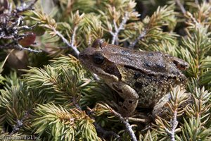 Wasserfrosch in den Hochpyrenäen