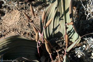 Blütenstände der Welwitschia mirabilis
