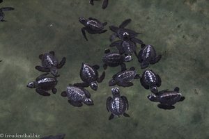 Mini-Schildkröten tummeln sich hier drei Tage im Becken