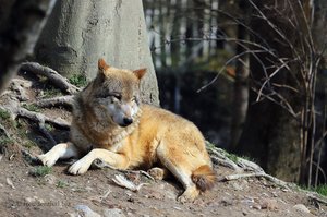 Wolf im Zürcher Zoo
