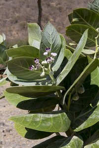 Oscher, auch Fettblattbaum - Calotropis procera