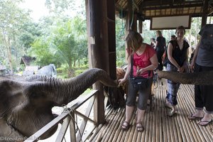 Anne füttert die Elefanten im Elephant Village