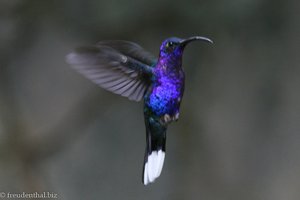 Purpurdegenflügel (Violet Sabrewing, Campylopterus hemileucurus)