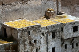 hier liegen die gefärbten Leder zum Trocknen - Gerberei in Fès