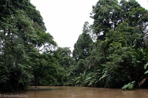fahrt durch den Regenwald nach Tortuguero