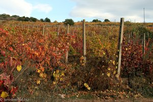 Herbststimmung in den Weinbergen