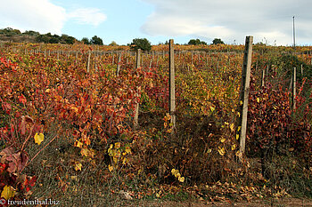 Herbststimmung in den Weinbergen