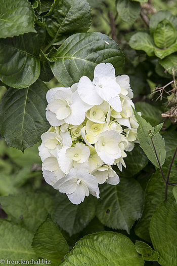 Hortensie auf dem Weg im Tamarindenwald