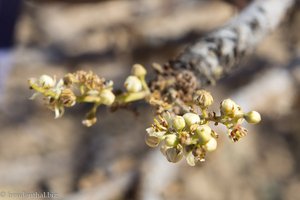 Blüte des Weihrauchbaum im Wadi Dawkah