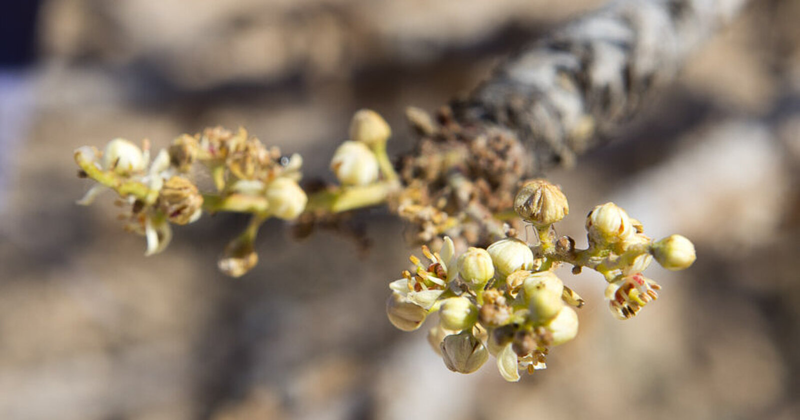 Weihrauchbaum im Wadi Dawkah in der Region Dhofar im Oman