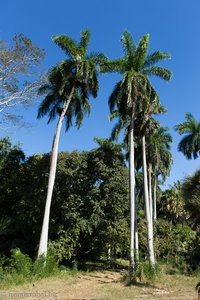 Jardín Botánico de Cienfuegos