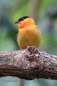 Ist nicht zu überhören - Der Orange-Collared Manakin (Manacus aurantiacus)