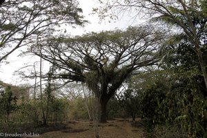 mit Ananas-Bromelien behangener Baum