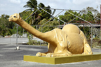 Kamel von Hanuman