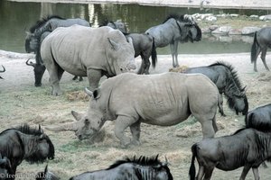 Breitmaulnashorn und Gnu bei der Epako Safari Lodge