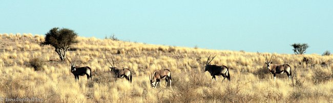 und noch mehr Oryx Antilopen in der Kalahari