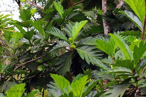 Die grüne Pflanzenwelt von Boca Tapada