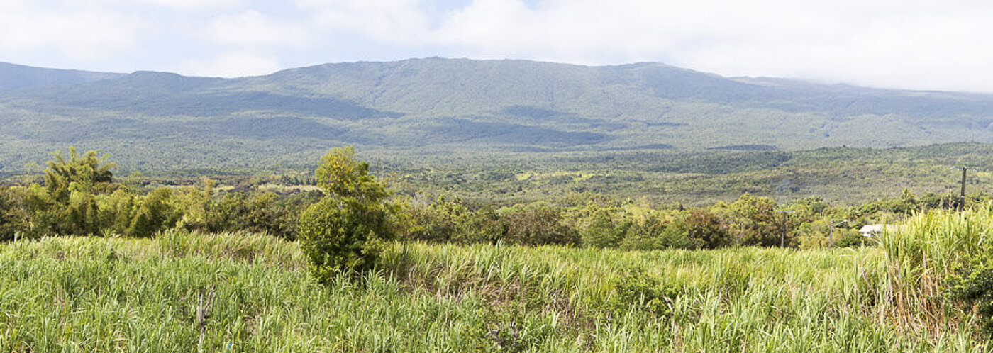 Inmitten der Zuckerrohrfelder auf La Réunion