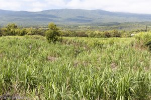 Inmitten der Zuckerrohrfelder auf La Réunion