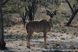 Kudu