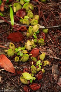 Kannenpflanzen im Bako Nationalpark (Nepenthes Ampullaria Green)