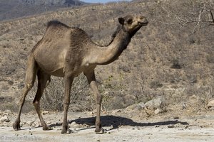 Kamele auf der Straße zum Quellgebiet Ayn Athum
