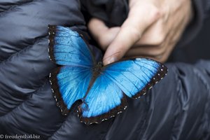 Ein Blauer Morphofalter im Schmetterlingshaus von Quindío.