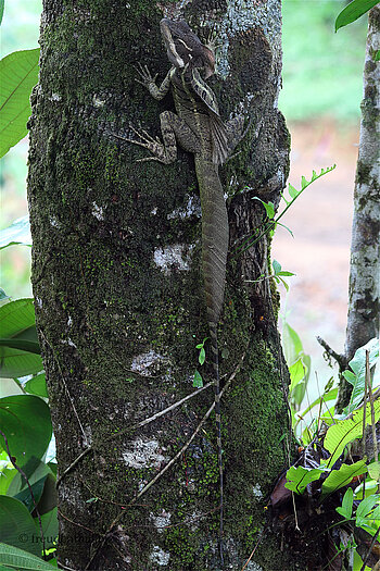 Ein Helmbasilisk wohnt in unserem Bad in der Sunset Lodge, Bahia Drake