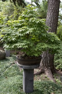 Miniahorn im Bonsai-Garten des Exotic Hallim Parks