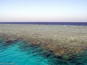 Korallenriff im Roten Meer