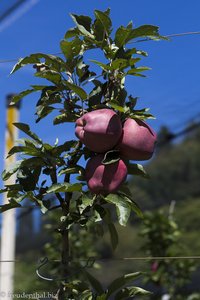 Wer vermutet schon Pestizide im Obstbau?