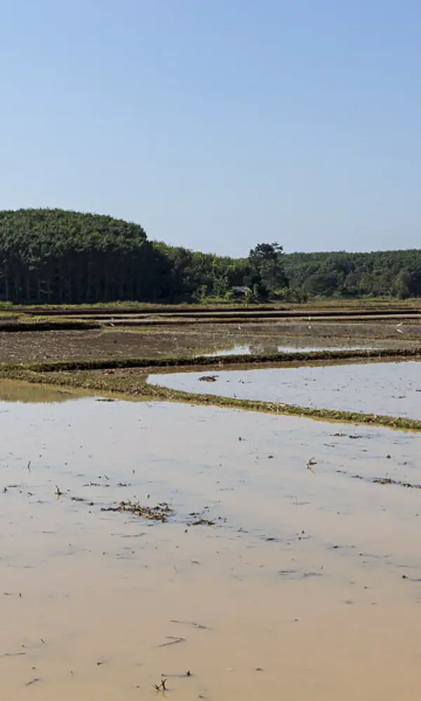 Reisfelder auf dem Weg nach Chiang Khong