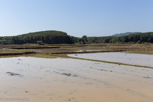 Reisfelder auf dem Weg nach Chiang Khong