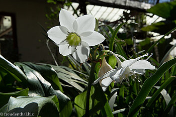 Blume im botanischen Garten von Cienfuegos