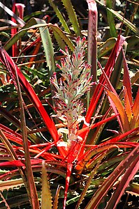 Feuerrote Bromelia pinguin