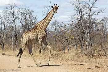 Giraffe auf dem Shongololo Loop