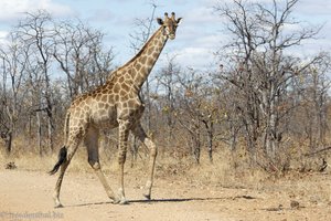 Giraffe auf dem Shongololo Loop