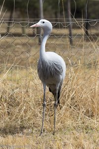 ein Paradieskranich im Mlilwane Wildlife Sanctuary