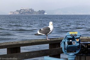 Möve vor Alcatraz