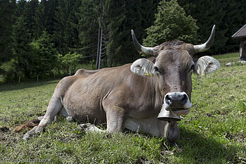 Allgäuer Braunvieh auf dem Sonneckgrat