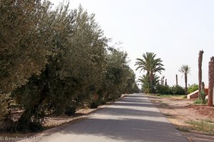 hier in Menara stehen Palmen und Oliven nebeneinander