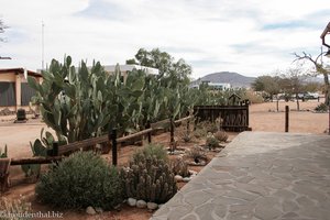 Kakteen als lebender Zaun der Namib Desert Lodge