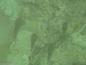 Tintenfische vor Tobago