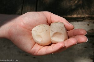 leere Schildkröteneier bei der Turtle Hatchery Kosgoda