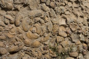 Fossilien aus der Kreidezeit im Mesozoikum als Baumaterial in Villa de Leyva