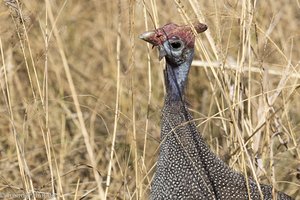 Helmperlhuhn (Numida meleagris)