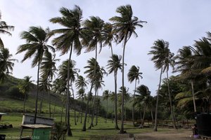 Palmengarten der Schildkrötenstation auf Bequia