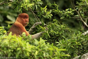 Nasenaffe bei der Futtersuche am Kinabatangan River