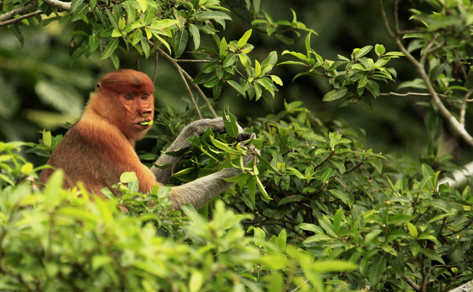 Schöner Nasenaffe bei der Futtersuche am Kinabatangan River auf der Insel Borneo